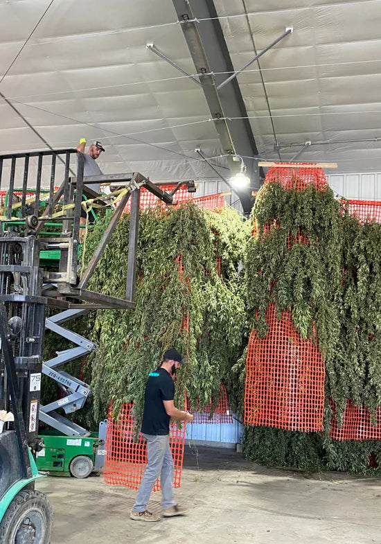 11 Drying Crop