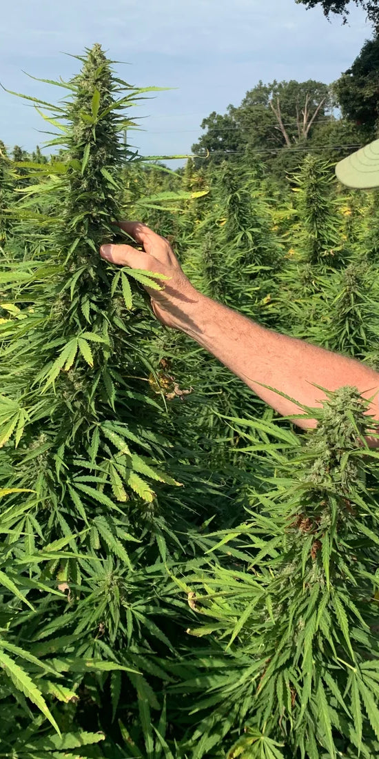 9 Patriarch Inspection