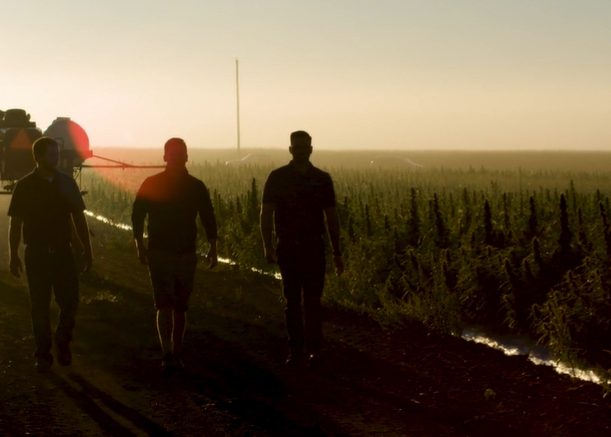 Three farmers walking a hemp field at sunset