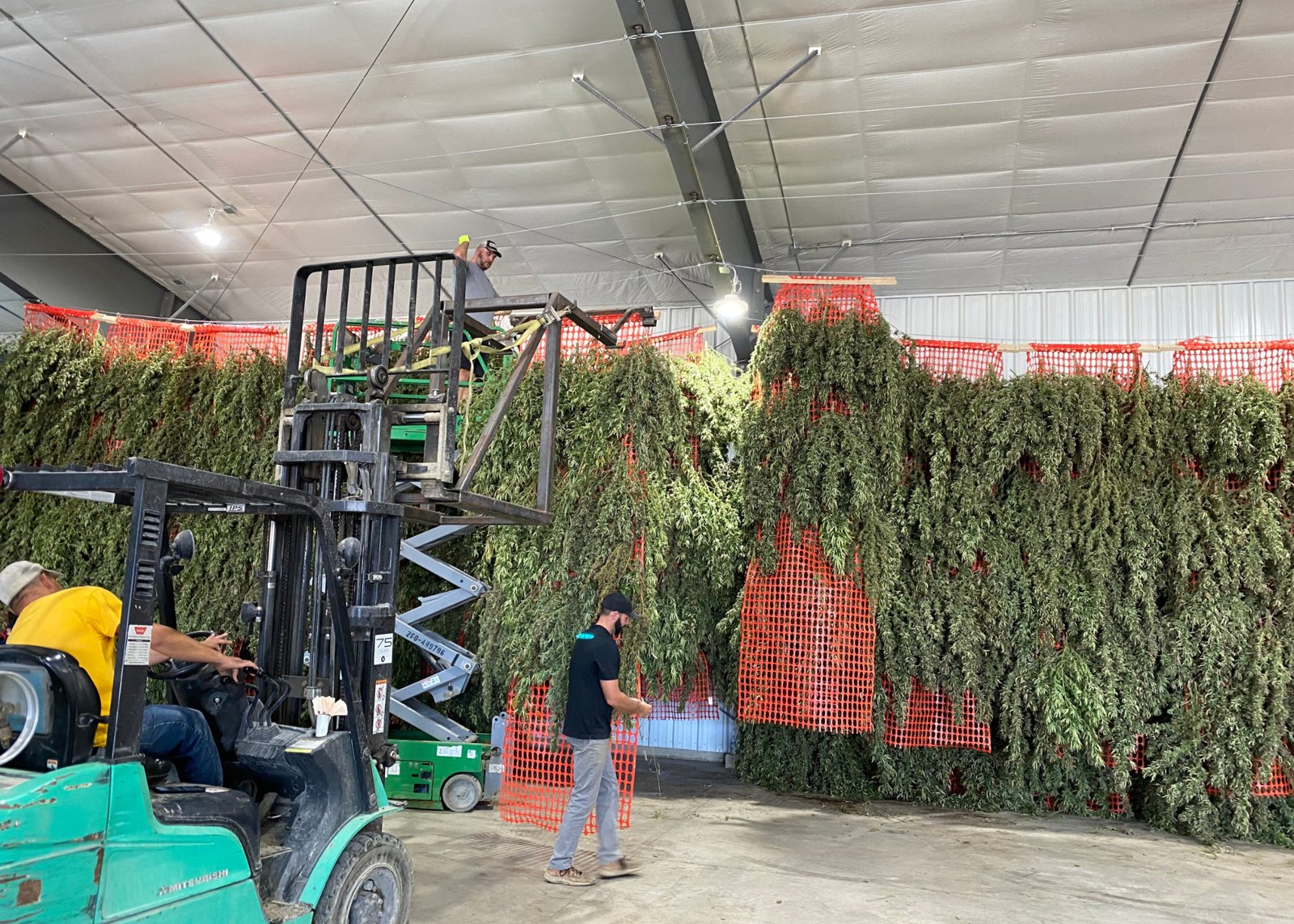 Harvested hemp hanging to dry in the barn