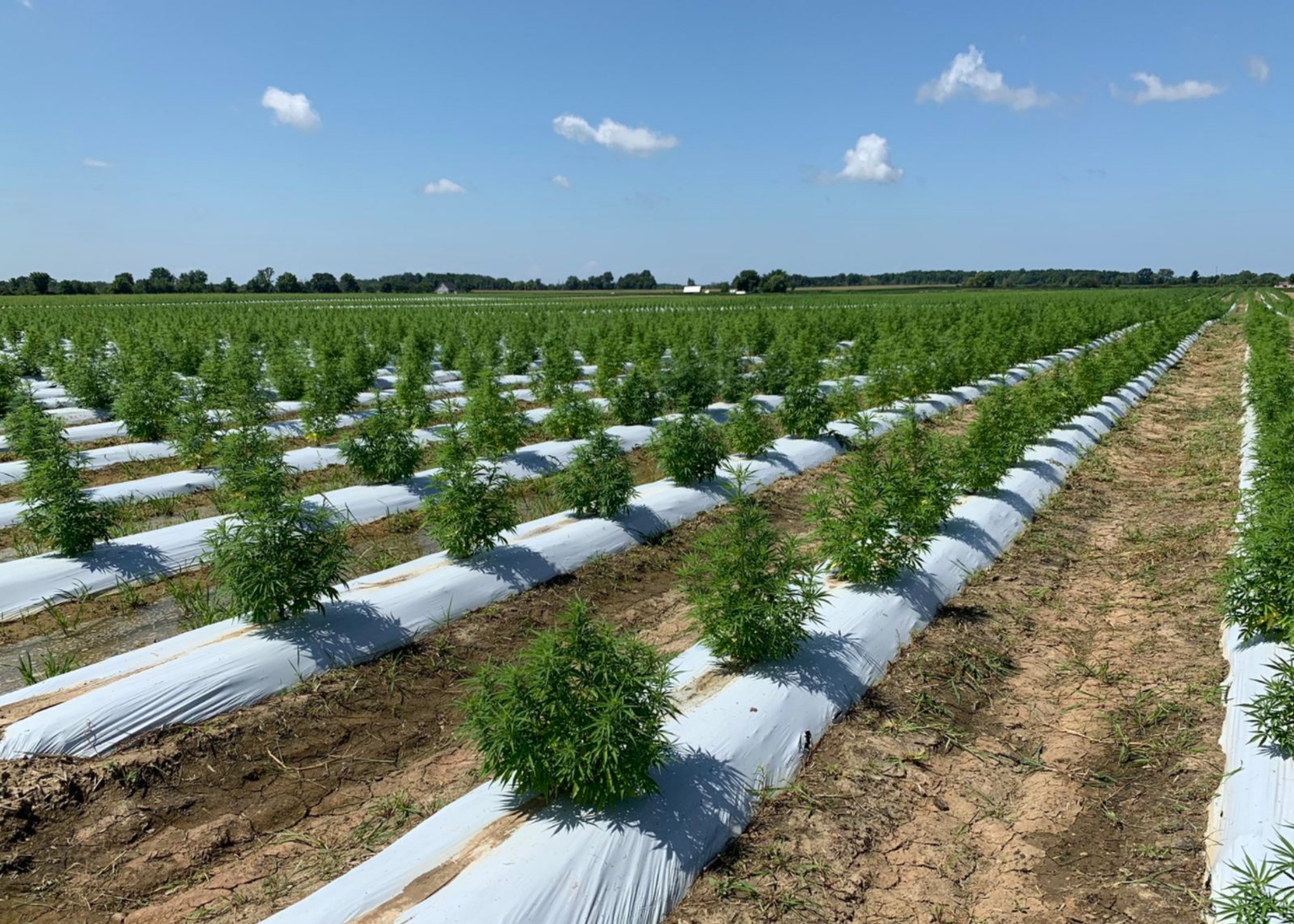 Rows of young hemp plants growing in a field