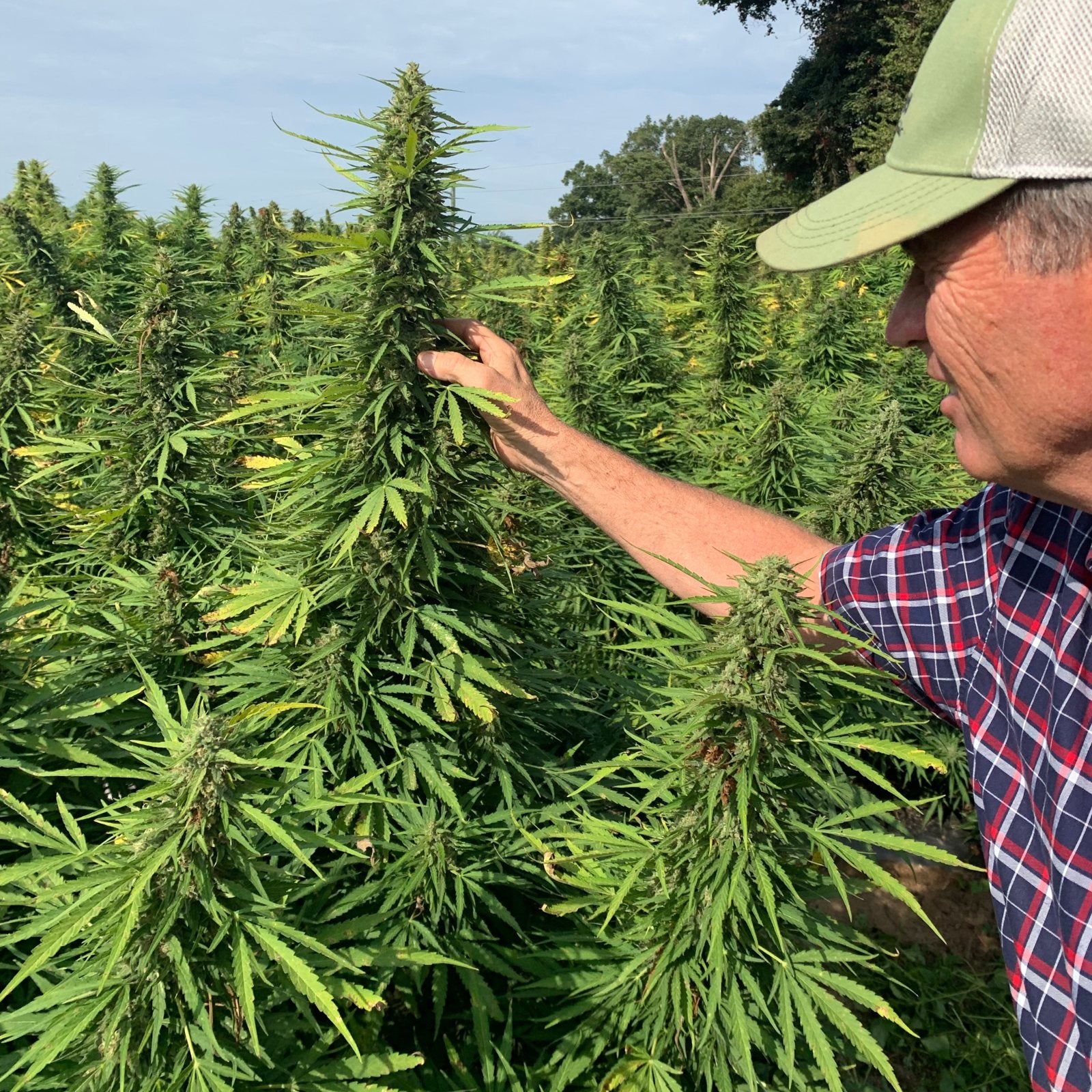 Farmer inspecting a mature hemp plant in the field