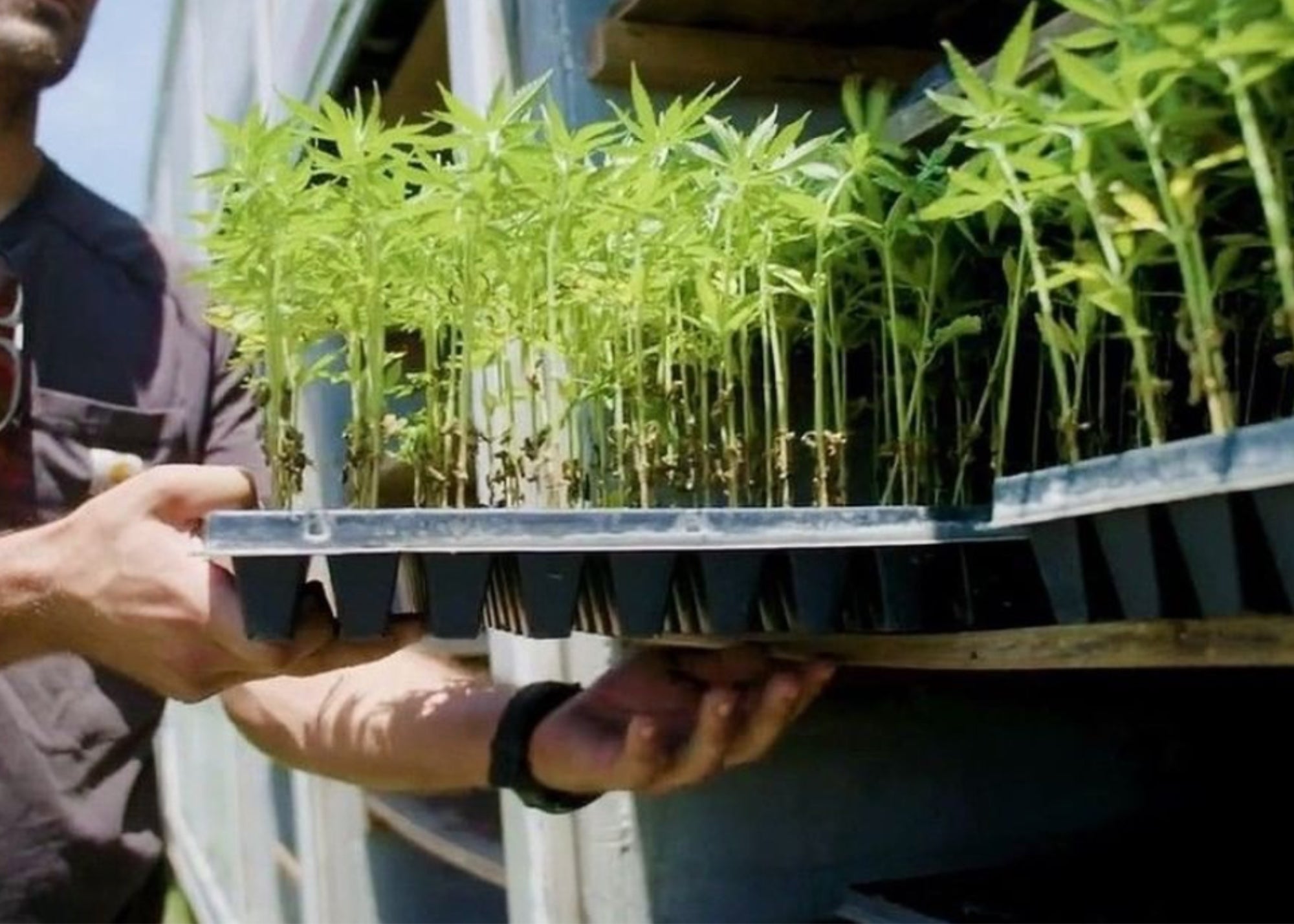 Tray of young hemp seedlings in the greenhouse